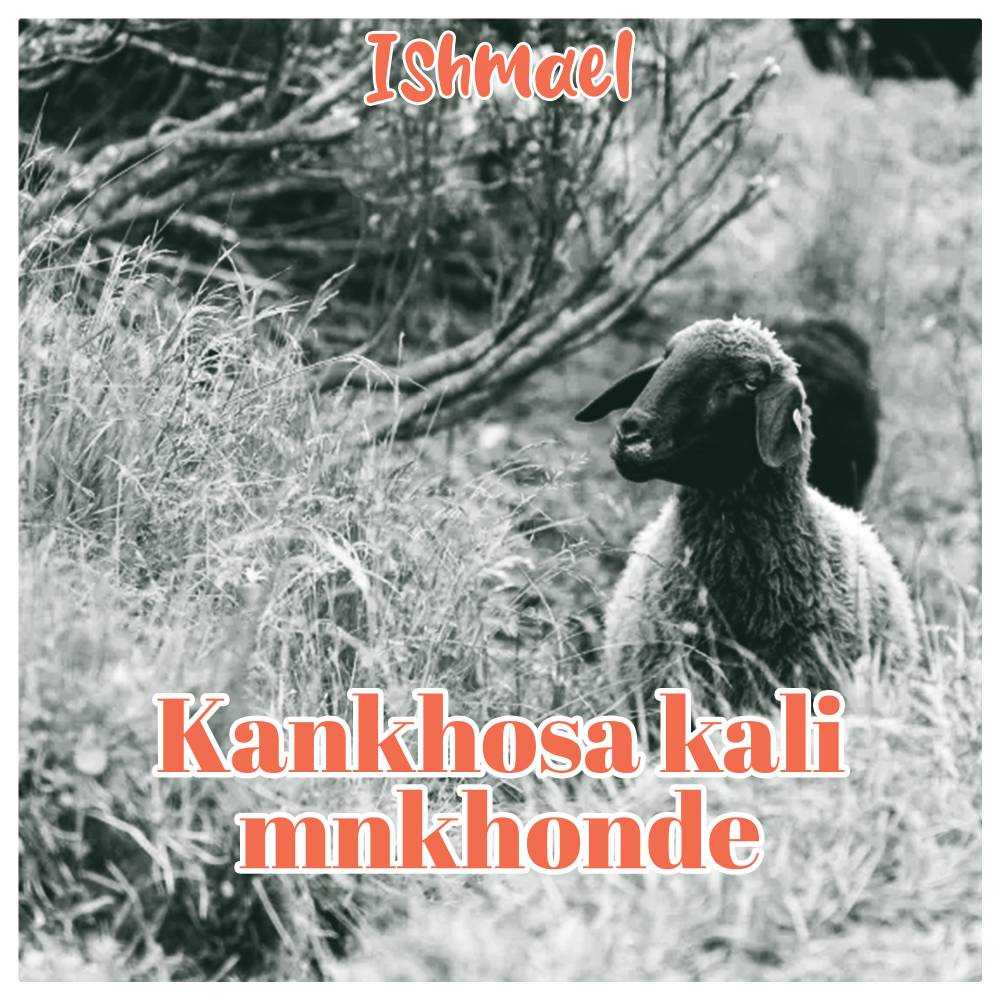Ka nkhosa kali mnkhonde